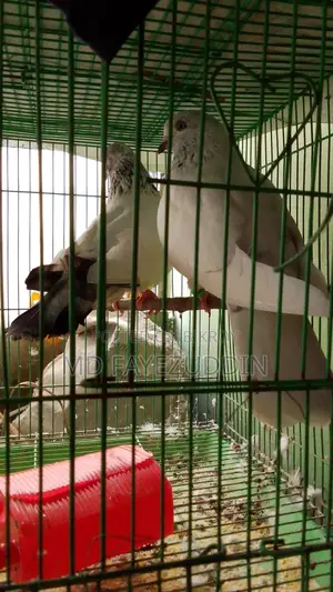 কবুতর বিক্রি হবে