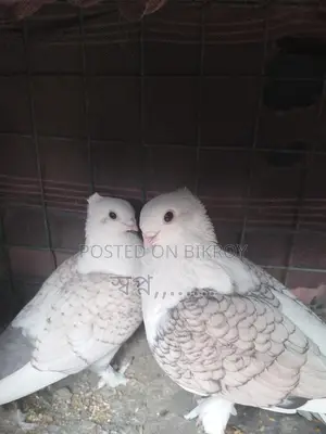 শার্টিন কবুতর বিক্রি হবে