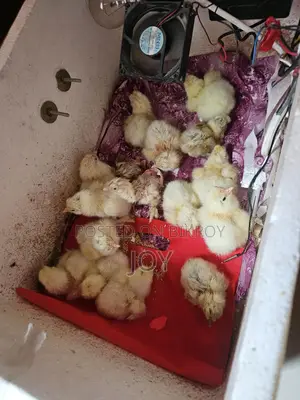 কলম্বিয়ান লাইট বাহামার বাচ্চা