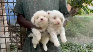 4 Cute Baby Puppies