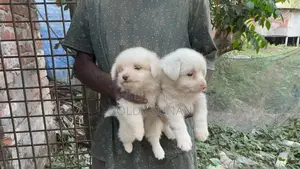 4 Cute Baby Puppies