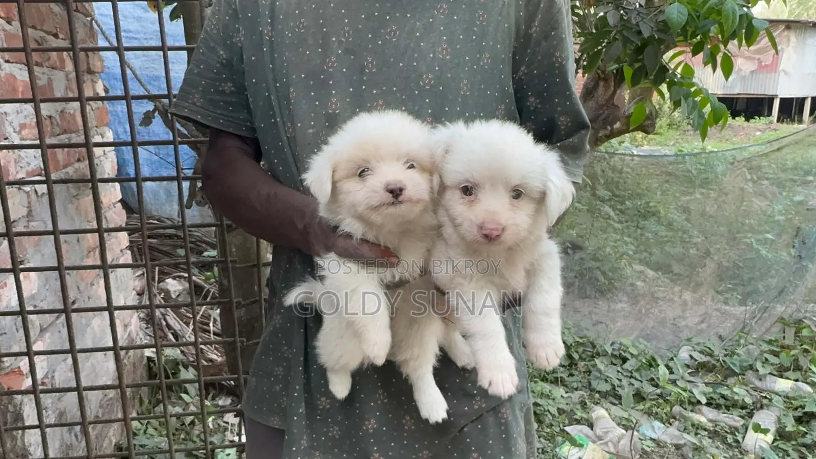 4 Cute Baby Puppies