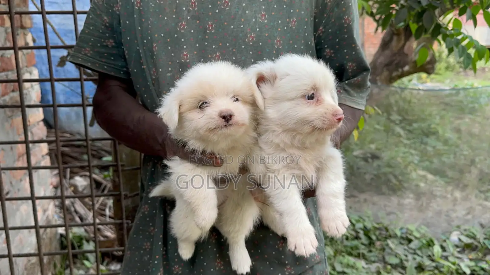4 Cute Baby Puppies