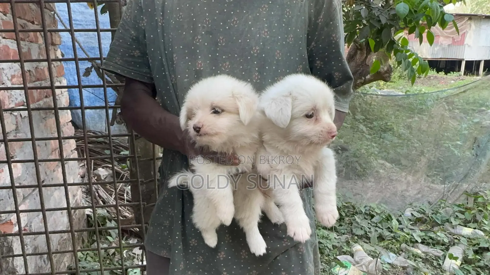 4 Cute Baby Puppies
