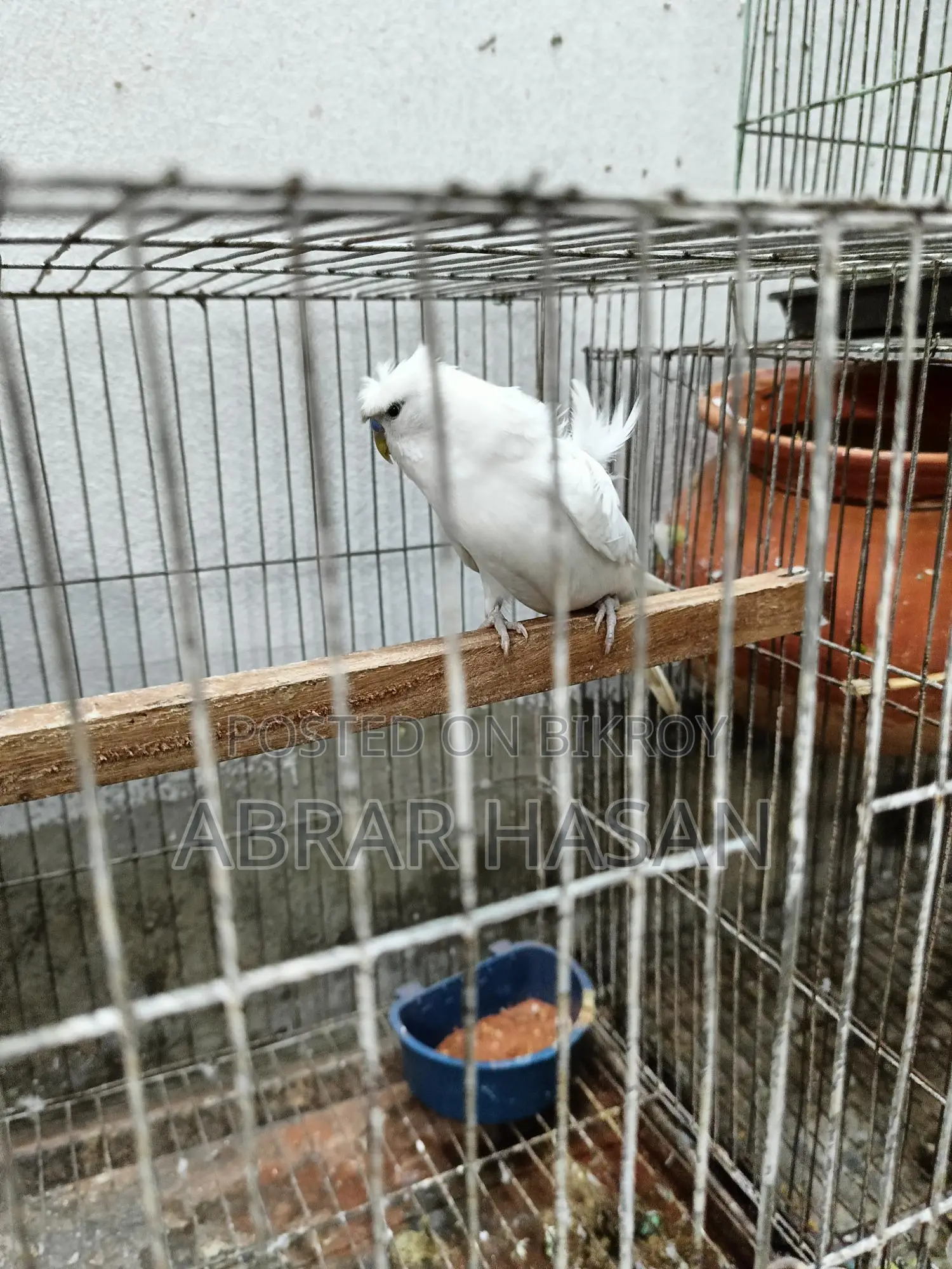 জাপানিজ পাখি