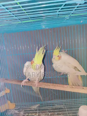 Running Breeding Pair Cockatiel