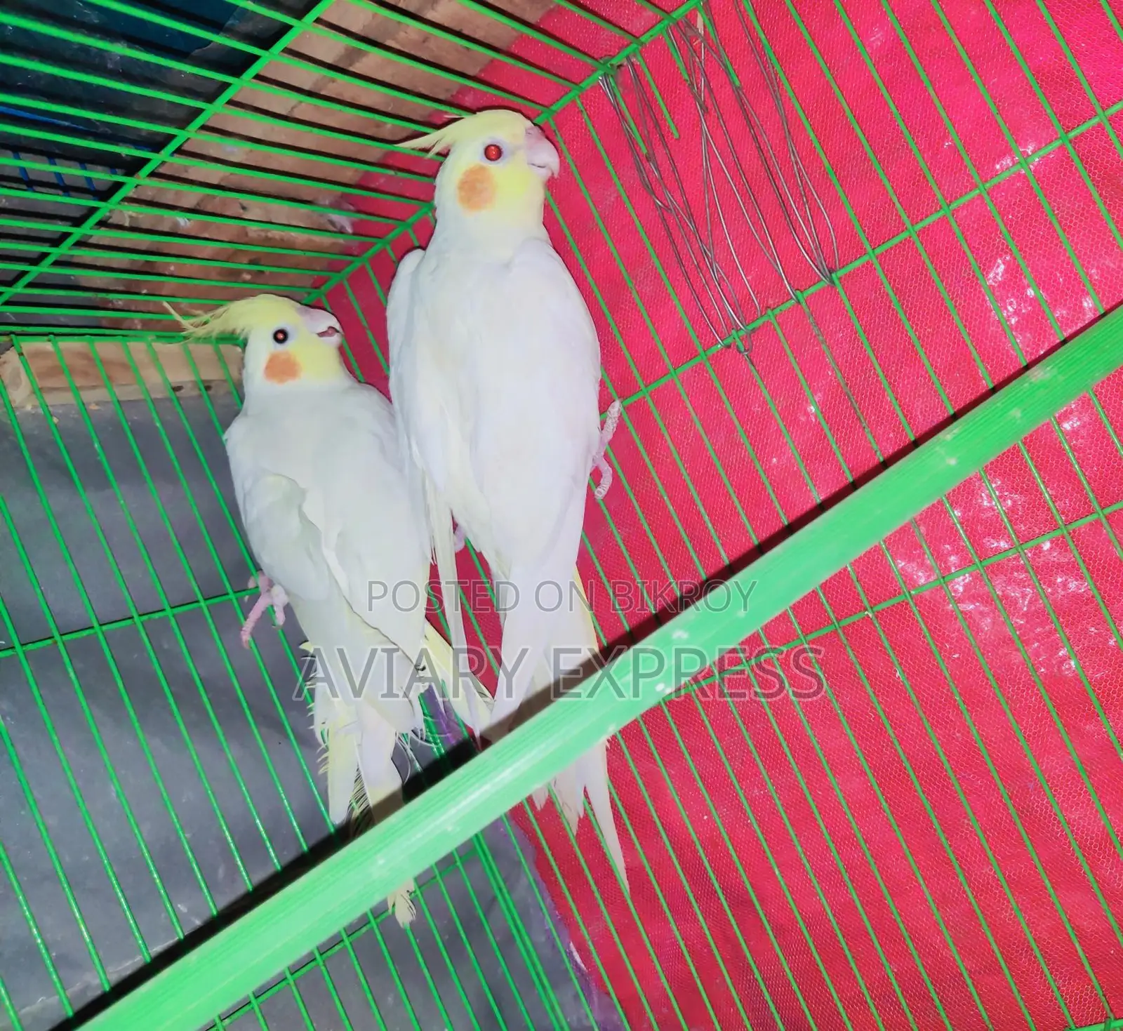 Running Breeding Pair Cockatiel