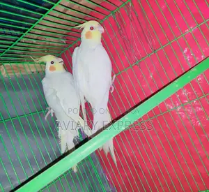 Running Breeding Pair Cockatiel