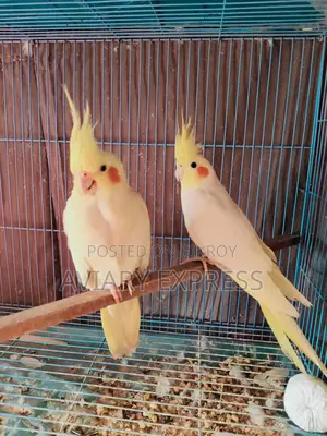 Running Breeding Pair Cockatiel