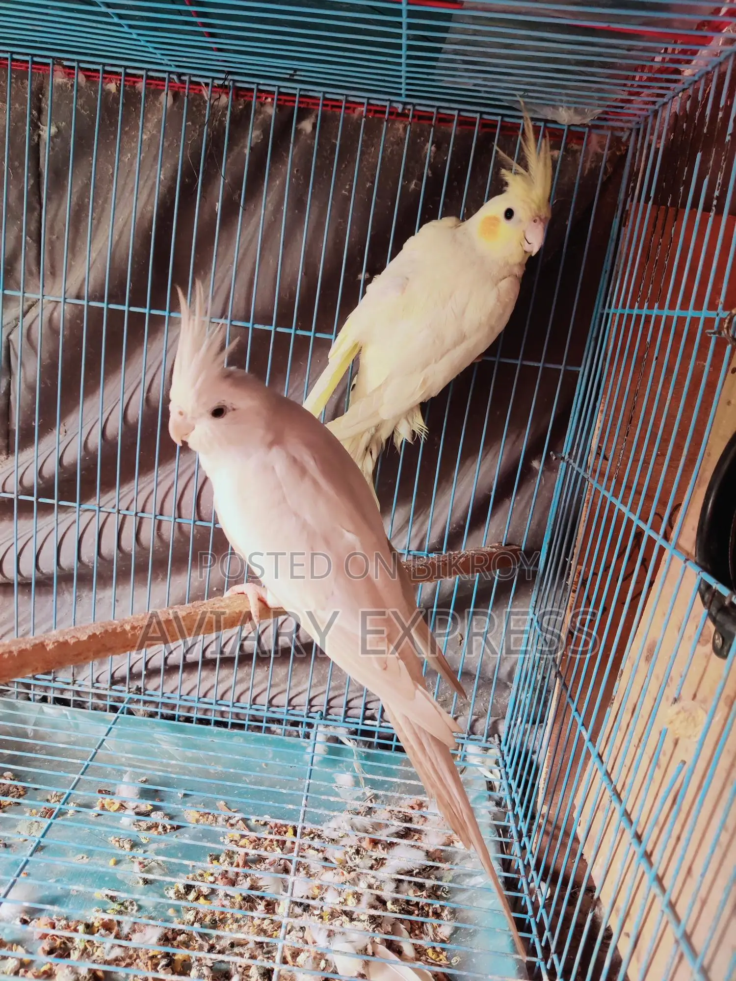 Running Breeding Pair Cockatiel