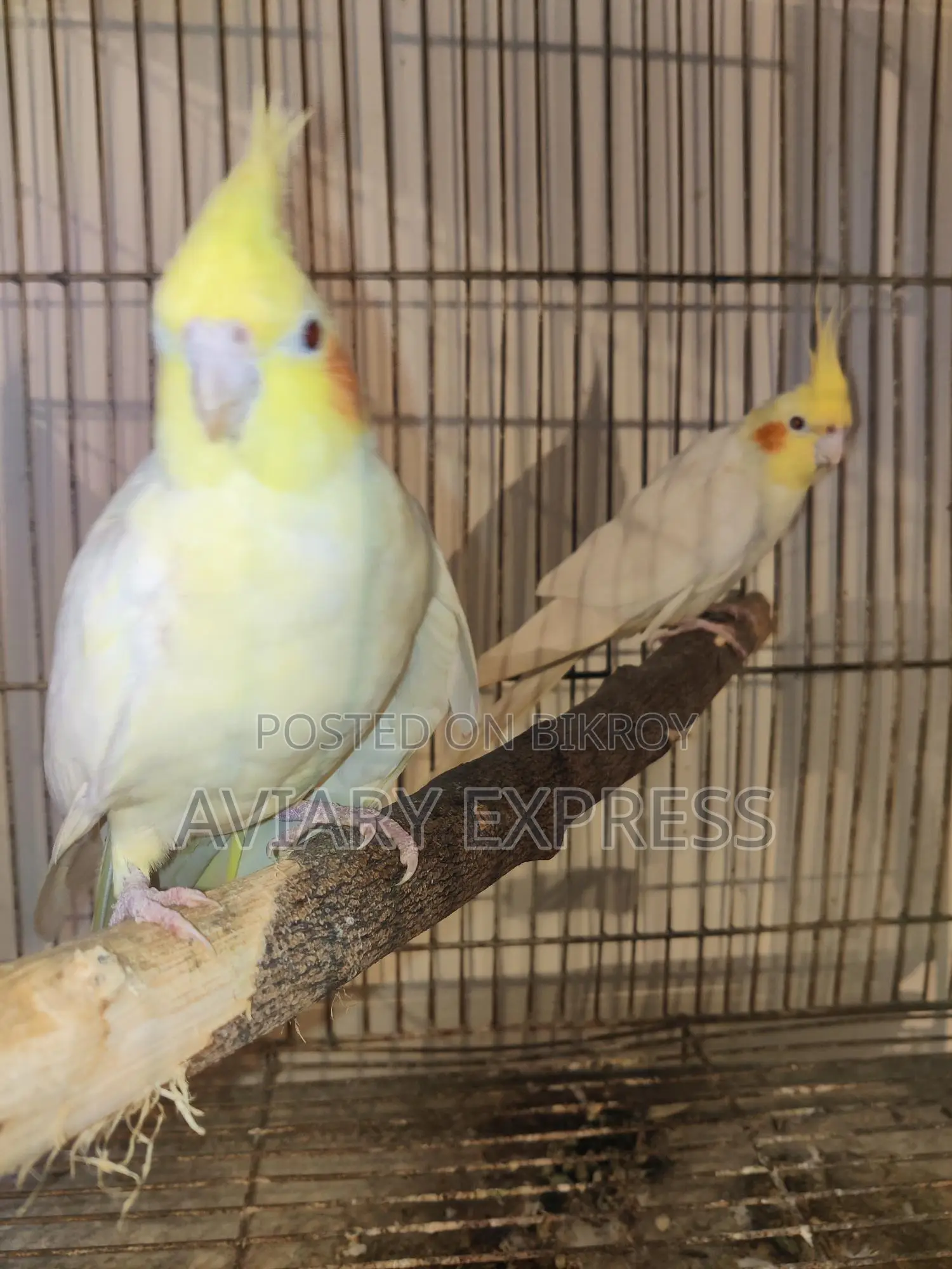 Running Breeding Pair Cockatiel