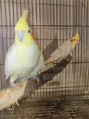 Running Breeding Pair Cockatiel