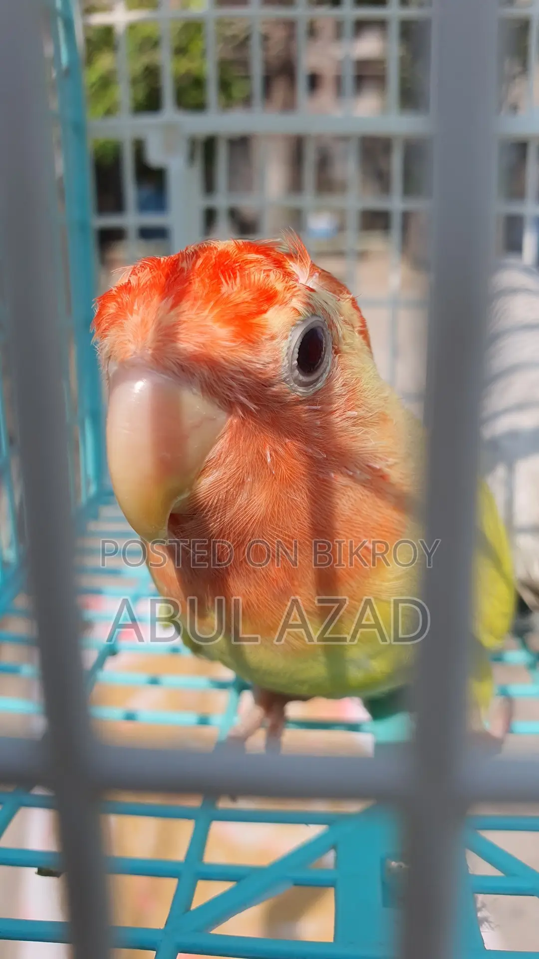 Healthy and Active Lovebirds and Running Budgies with Chicks for Sale