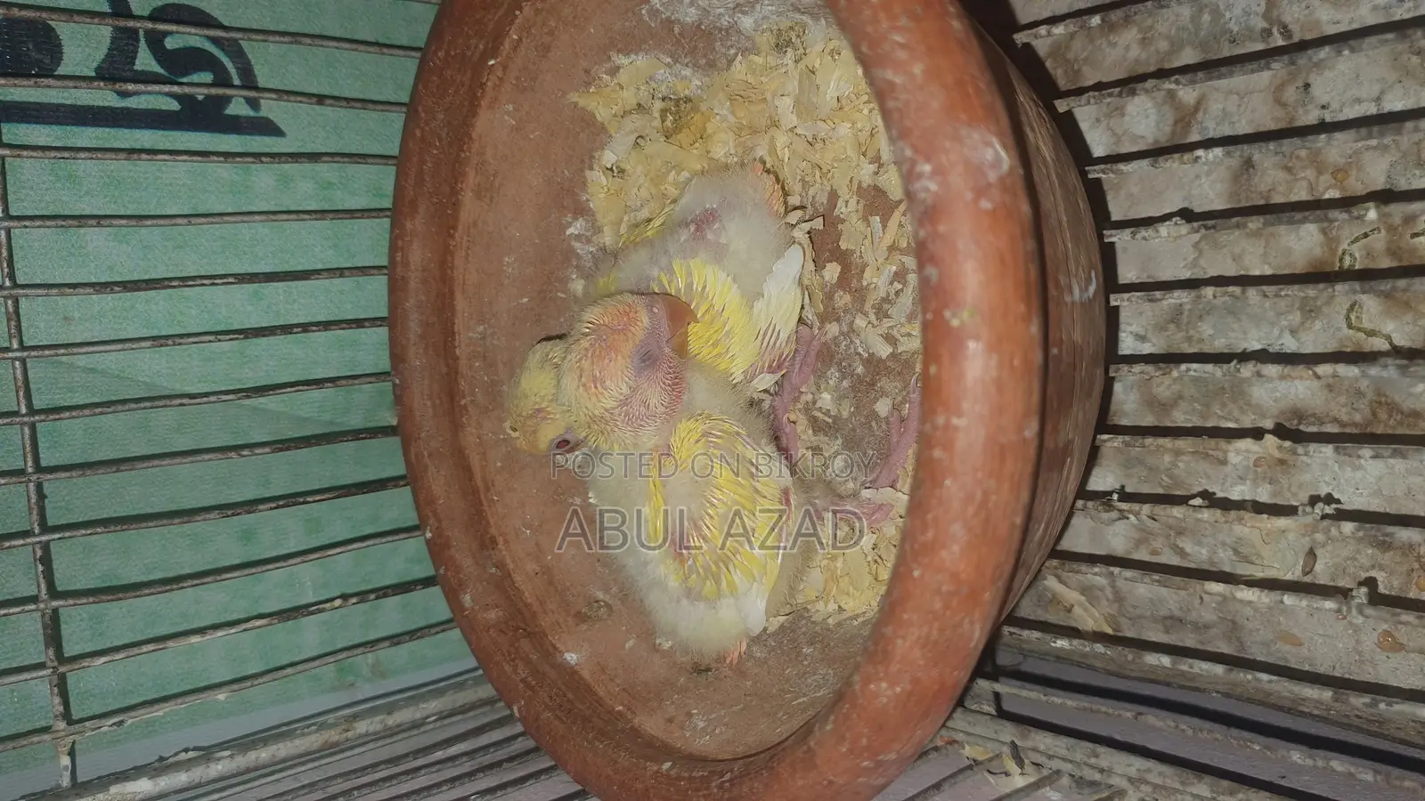 Healthy and Active Lovebirds and Running Budgies with Chicks for Sale