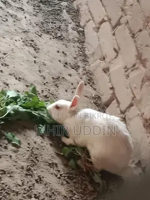 Rabbit