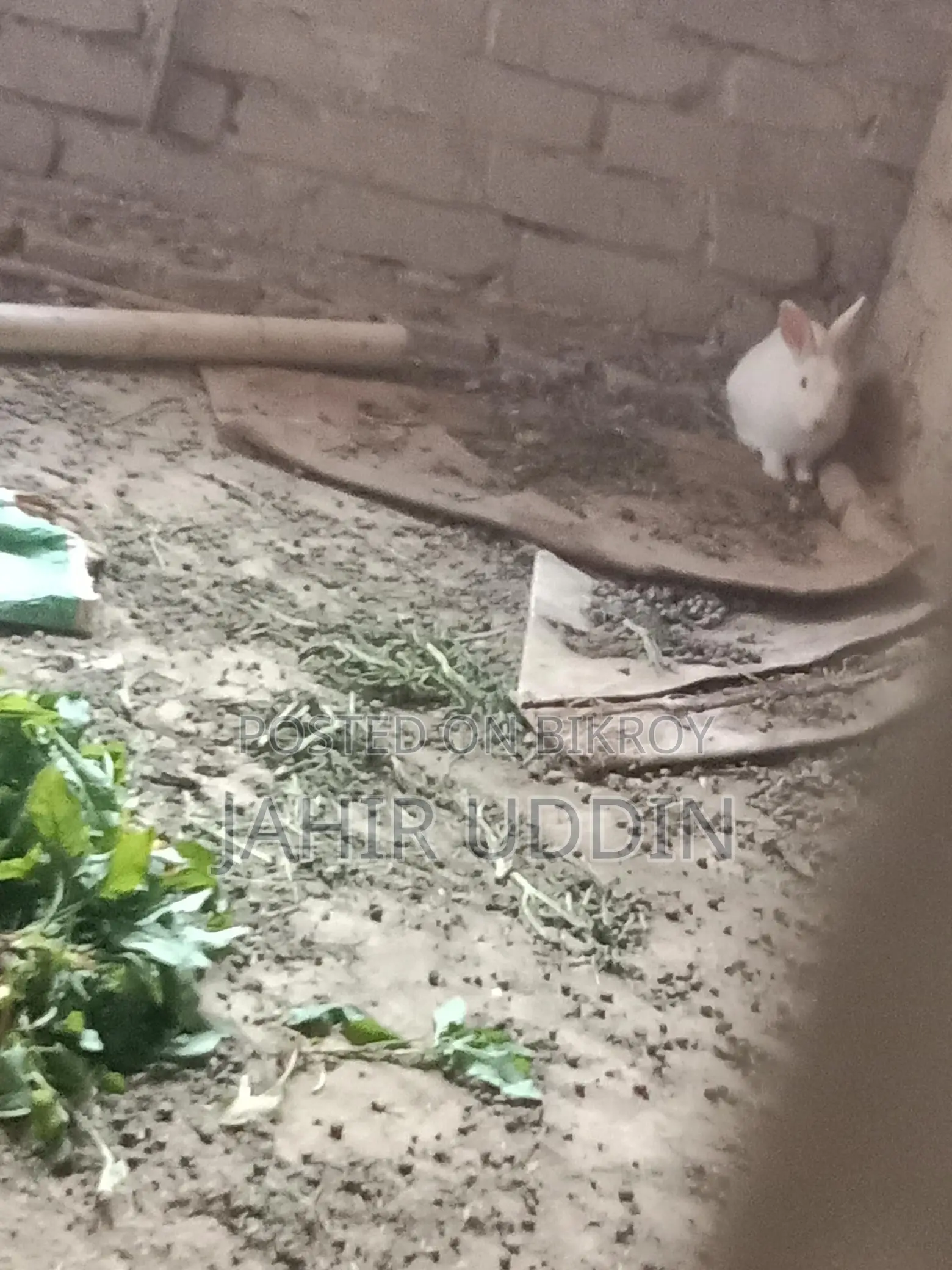 Rabbit