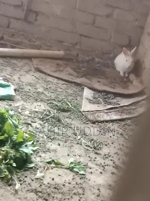 Rabbit