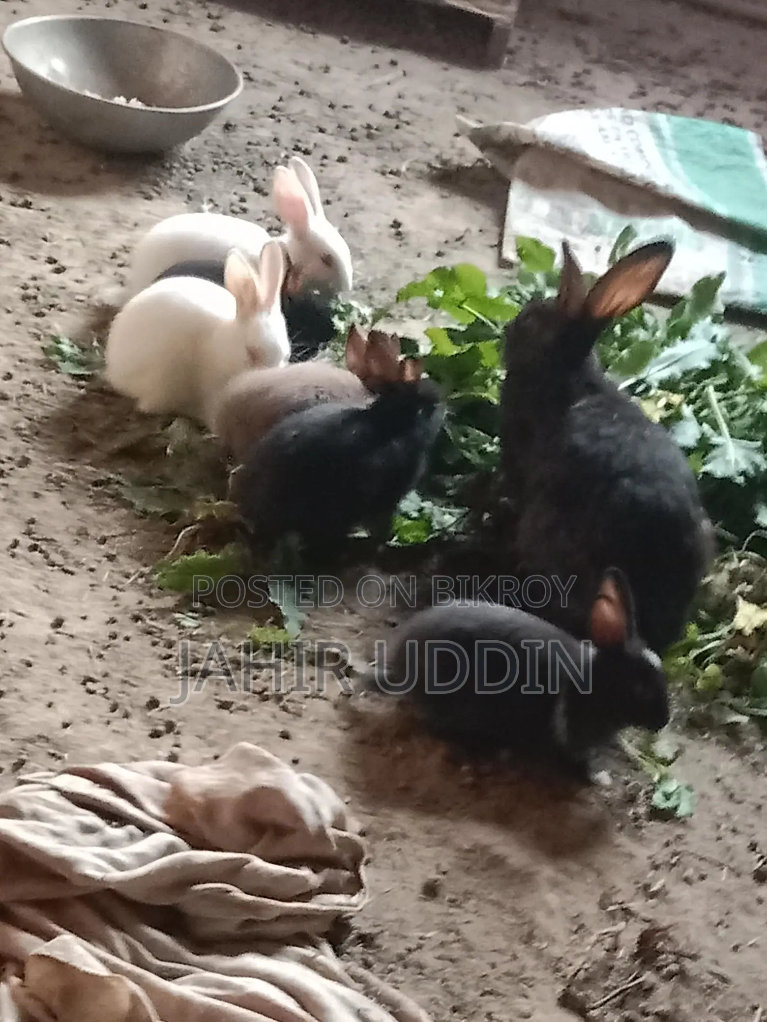 Rabbit