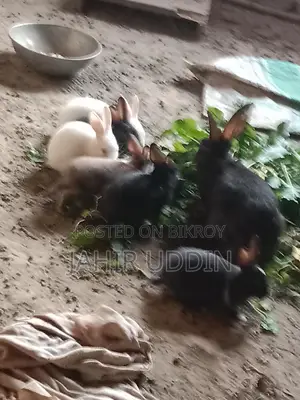 Rabbit