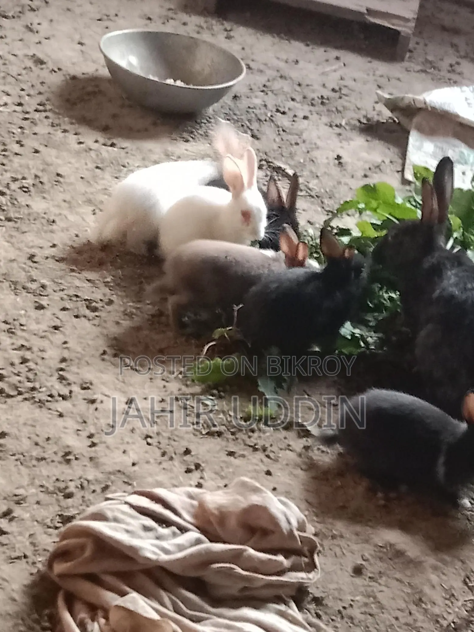Rabbit