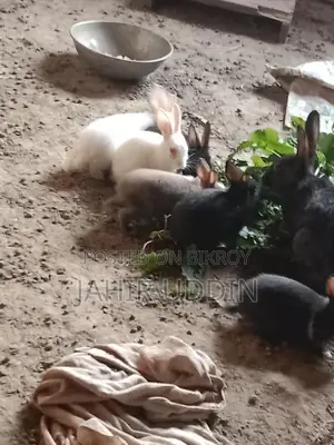 Rabbit