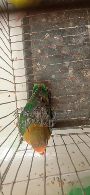 লাভ বার্ডের চারটা বেবি ও একটা রানিং মেইল সেল হবে
