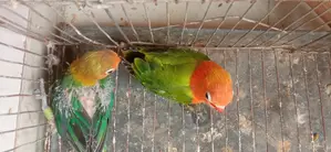 লাভ বার্ডের চারটা বেবি ও একটা রানিং মেইল সেল হবে