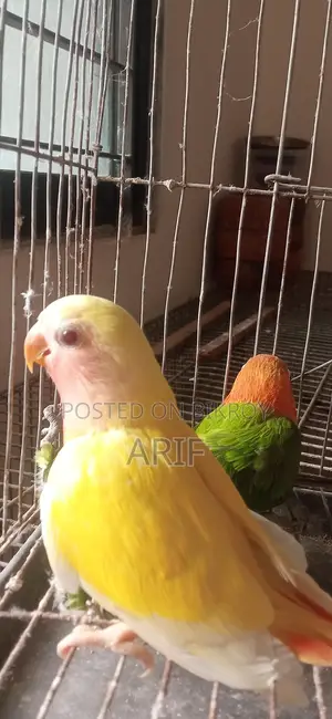 লাভ বার্ডের চারটা বেবি ও একটা রানিং মেইল সেল হবে