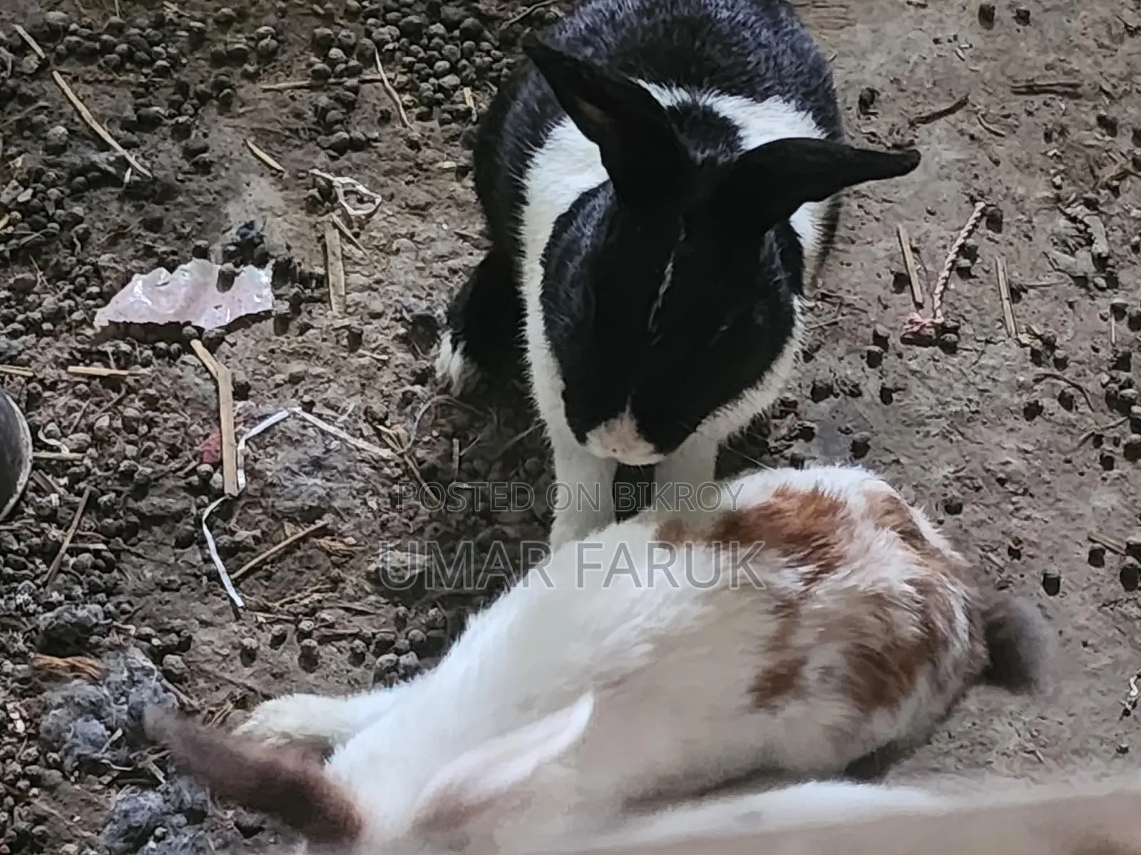 Rabbit