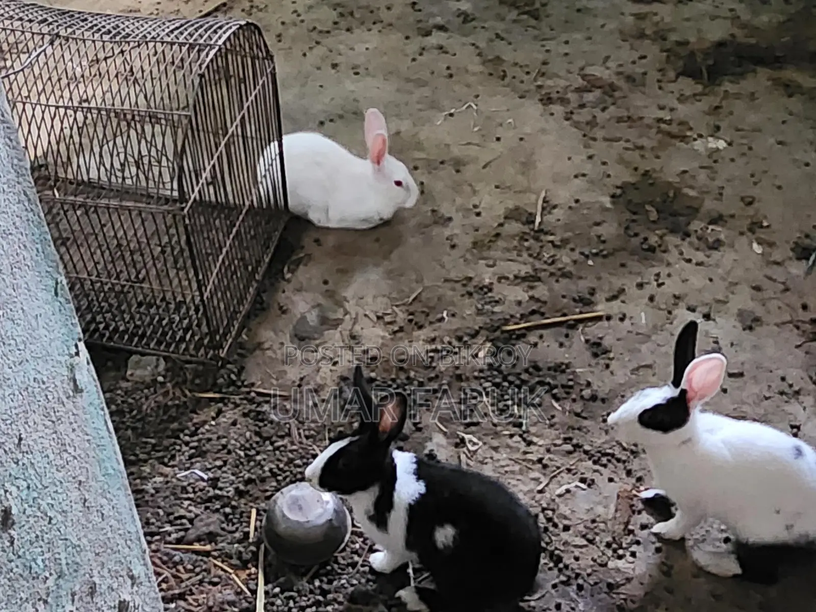Rabbit