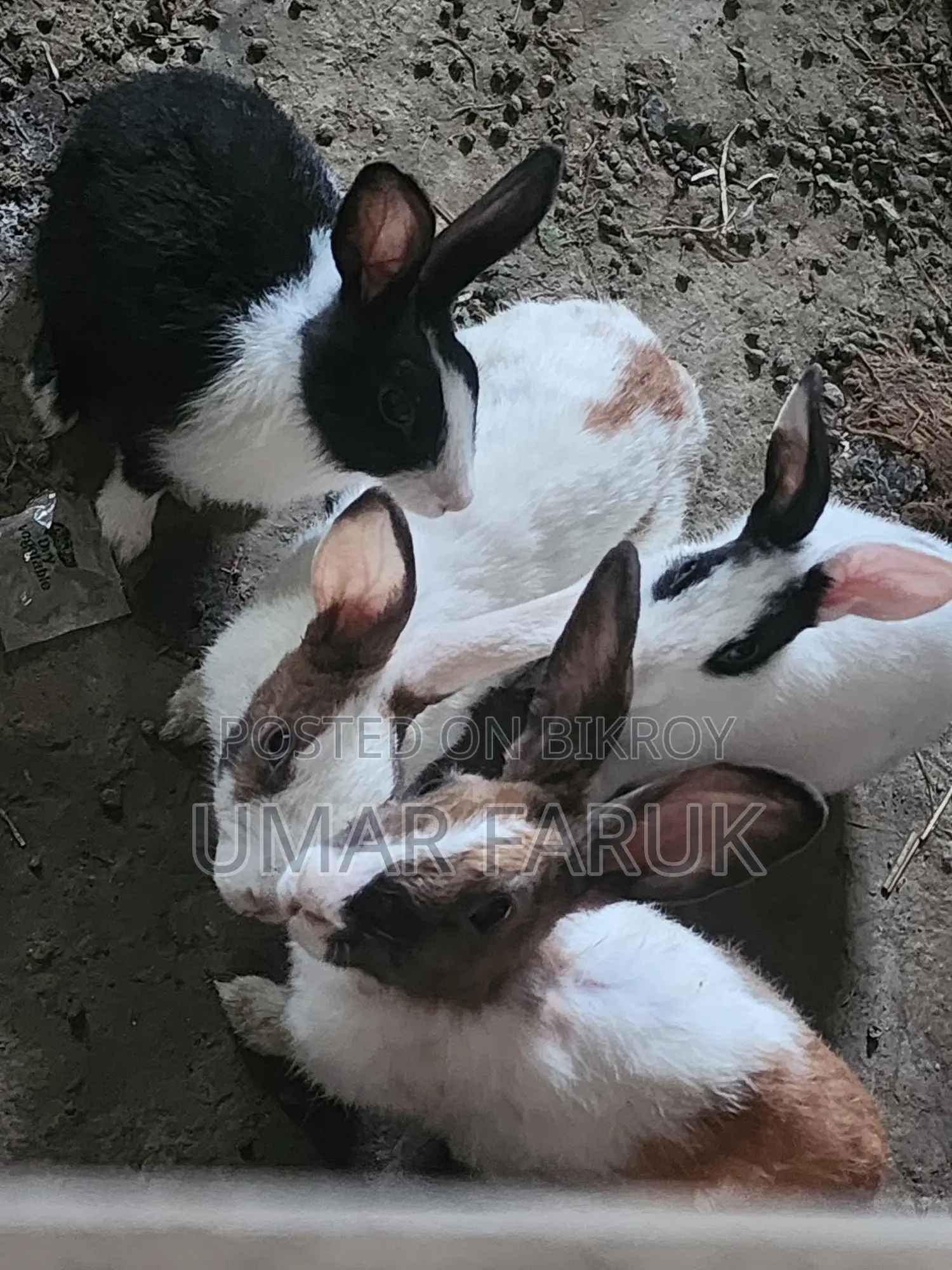 Rabbit