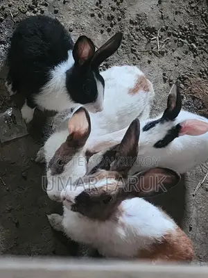 Rabbit
