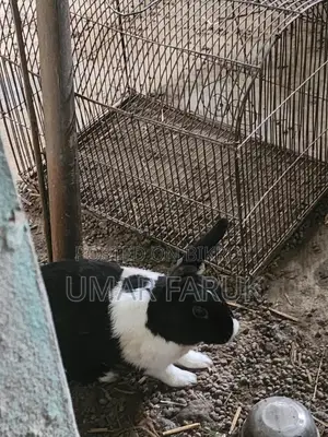 Rabbit