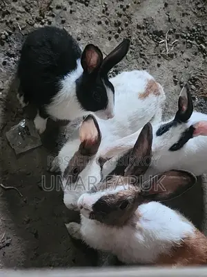 Rabbit