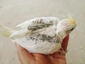 ককাটেলে লাভবার্ড ও নীল টিয়া পাখি বিক্রয়