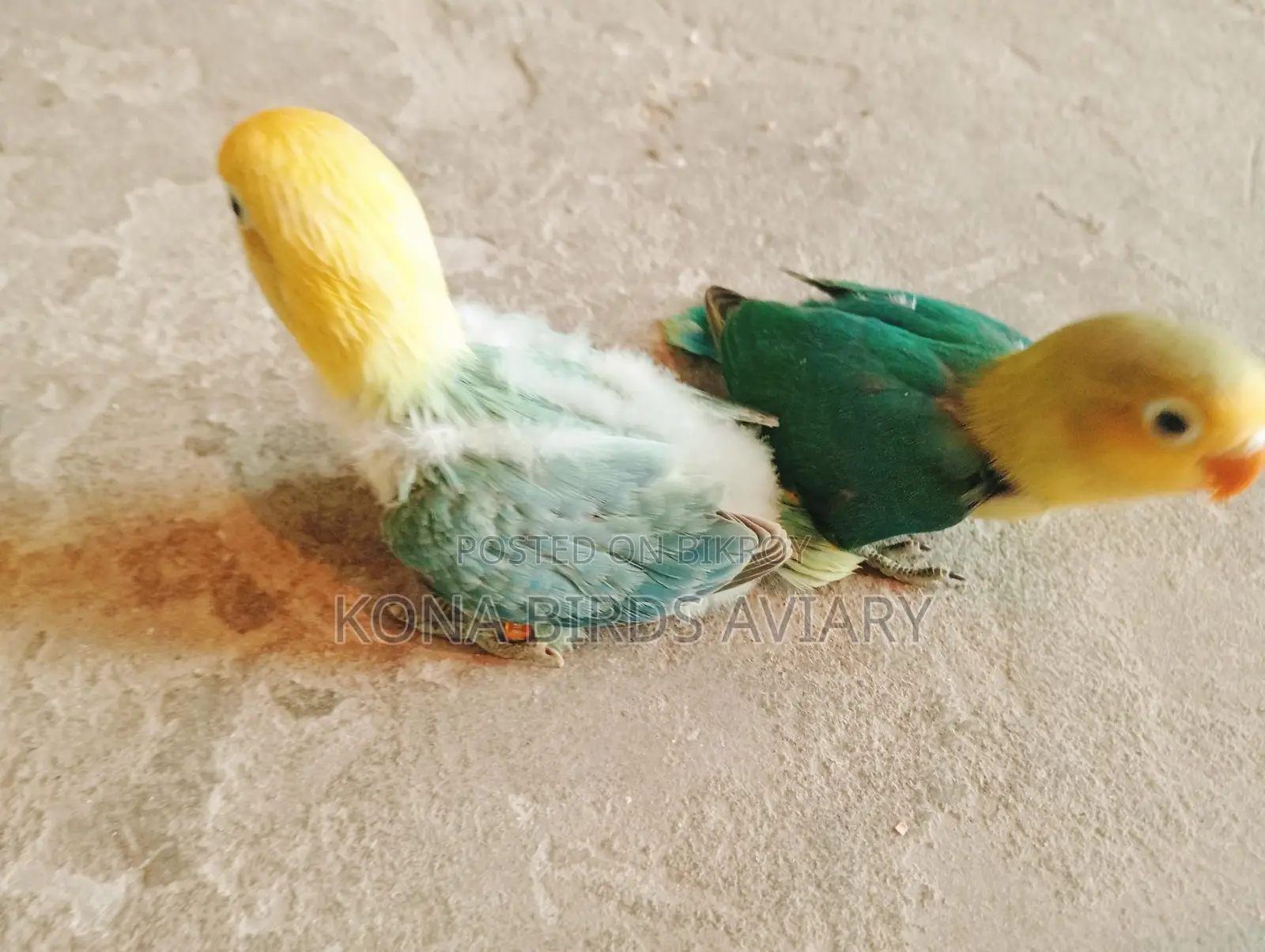 ককাটেলে লাভবার্ড ও নীল টিয়া পাখি বিক্রয়