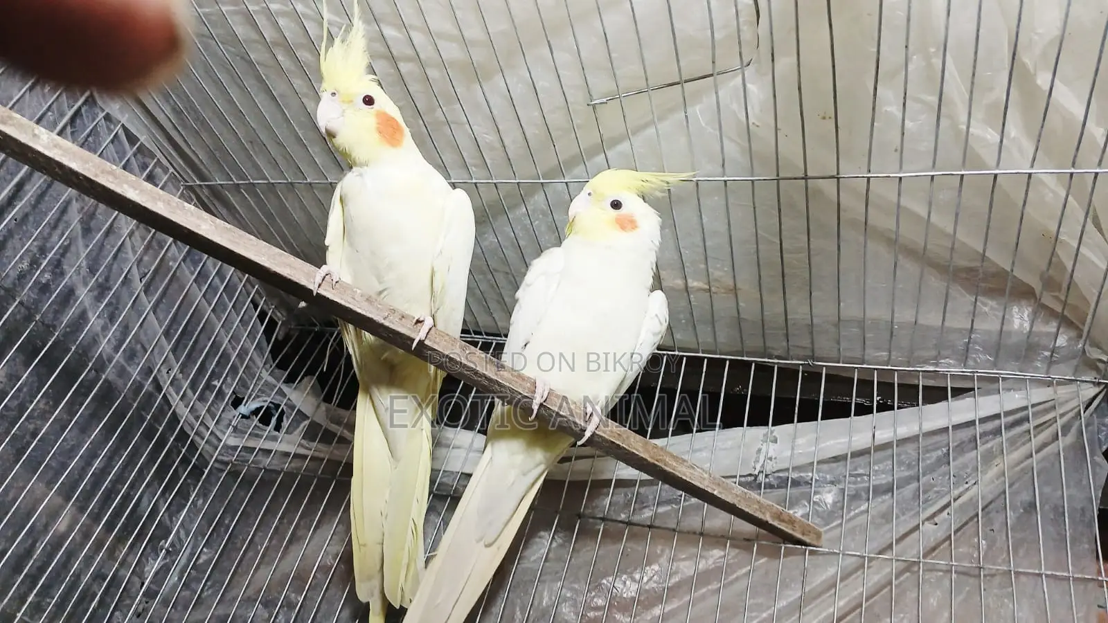 Cockatiel bird, top quality