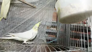 Cockatiel bird, top quality