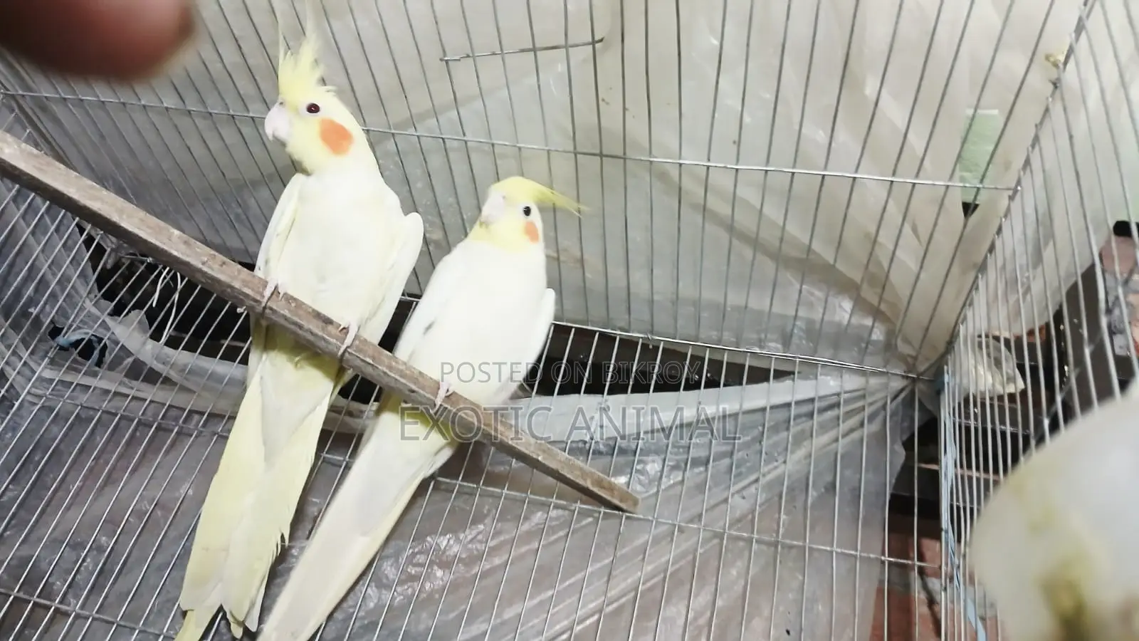 Cockatiel bird, top quality