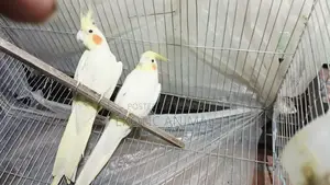 Cockatiel bird, top quality