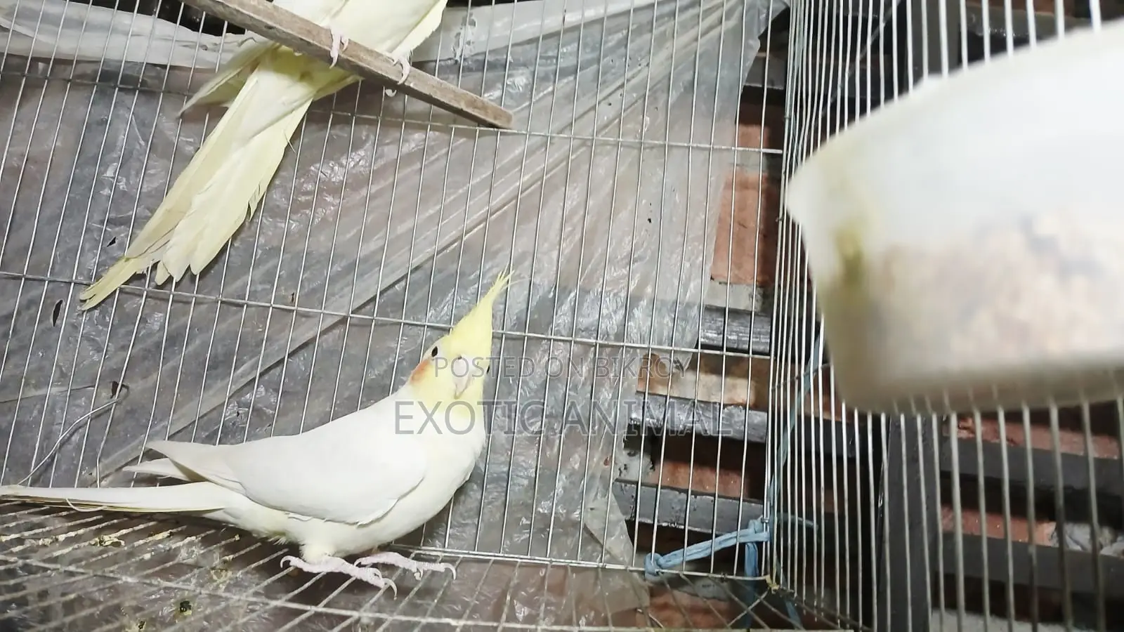 Cockatiel bird, top quality