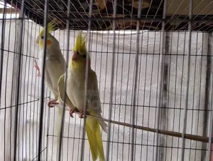 Lutino Cockatiel
