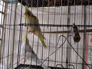 Lutino Cockatiel