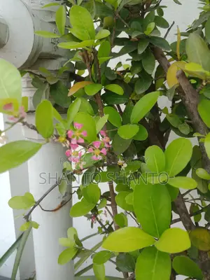 Selling a large cherry tree with fruits and flowers.