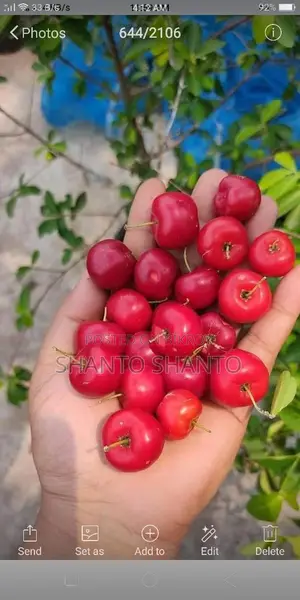 Selling a large cherry tree with fruits and flowers.