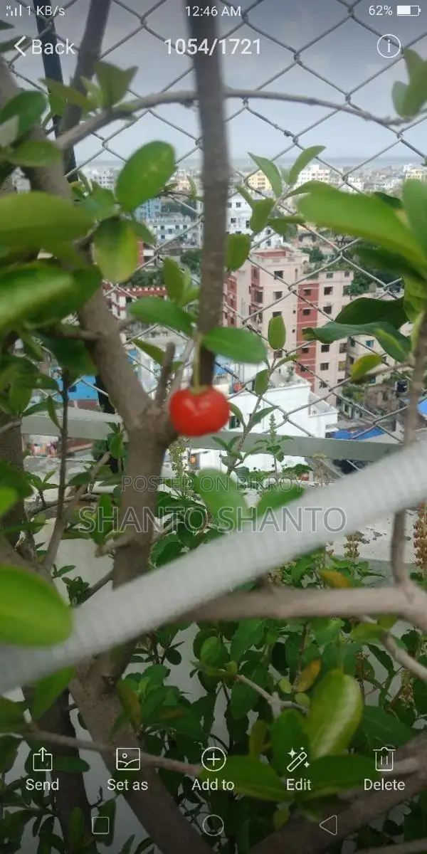 Selling a large cherry tree with fruits and flowers.