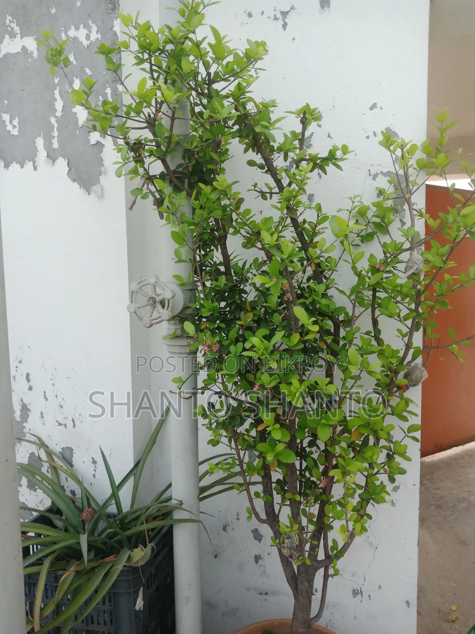 Selling a large cherry tree with fruits and flowers.