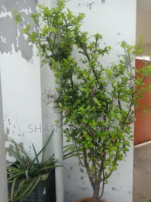 Selling a large cherry tree with fruits and flowers.
