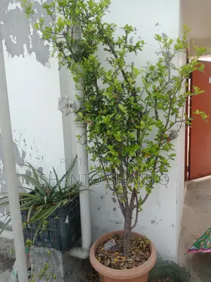 Selling a large cherry tree with fruits and flowers.