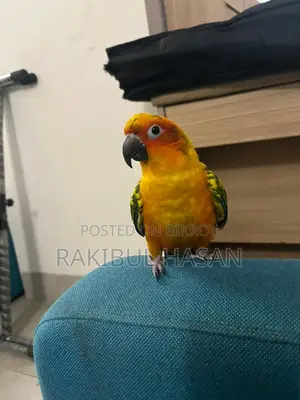 সান কনুর